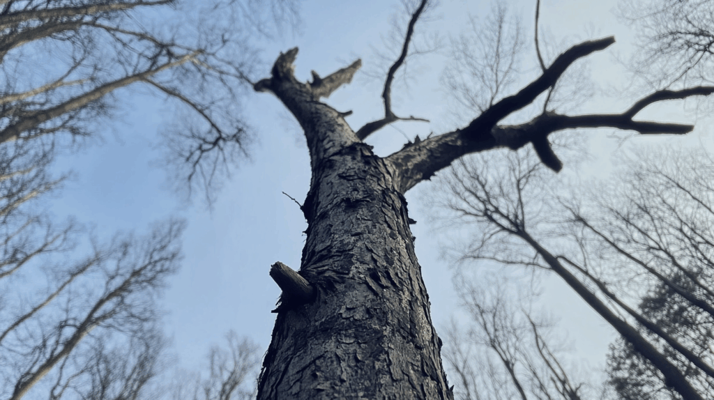 arbre mort revivre
