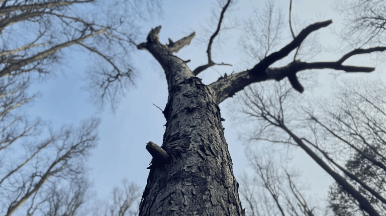 arbre mort revivre
