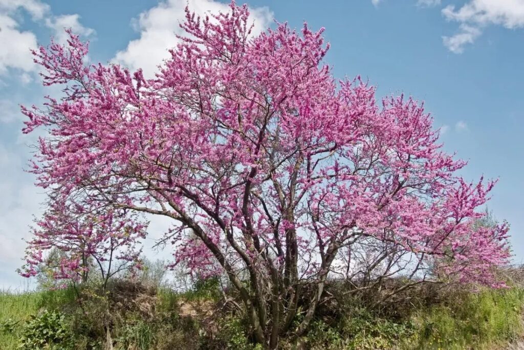 arbre judee