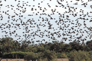 étourneaux migration