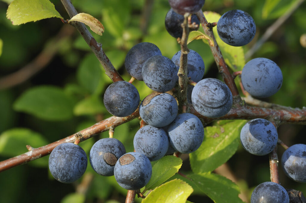 vin de prunelle