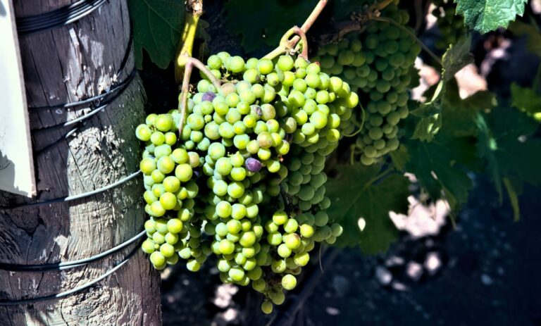 taille vignes