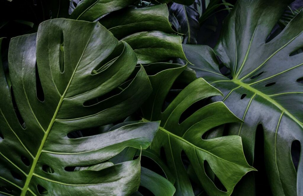 bouturage monstera