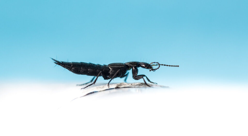 insectes piscine