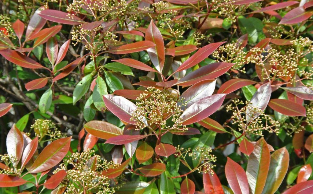 photinia inconvenient