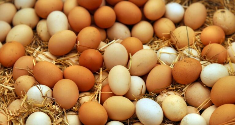 recette salée oeufs entiers