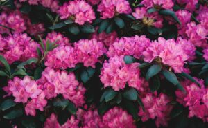 azalée durée de vie