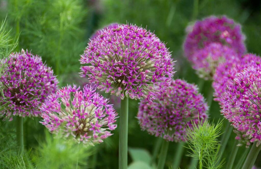 plantes vivaces plein soleil