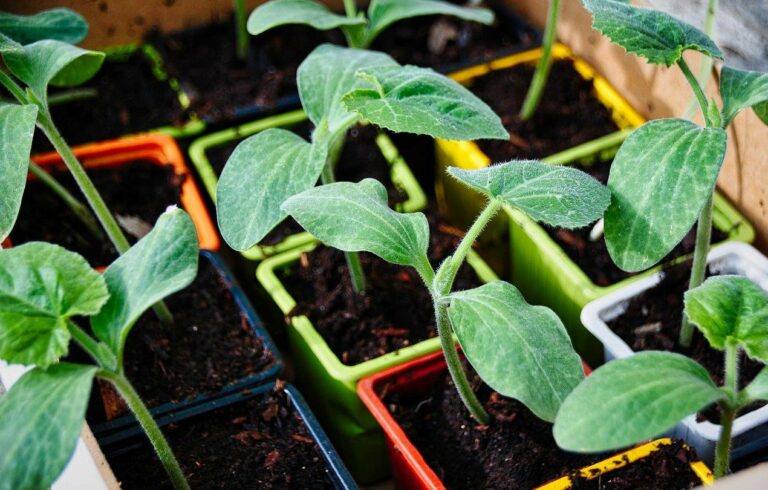 quand semer courgettes godet