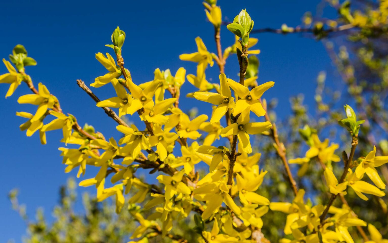 tailler forsythia