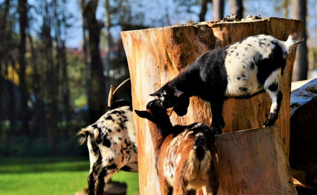cloture chevre
