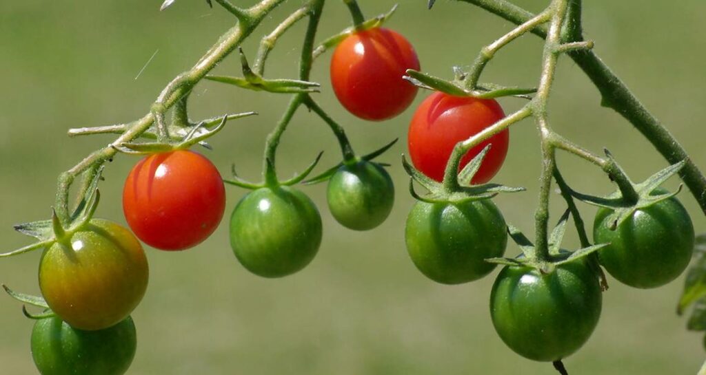 quand planter tomates cerises