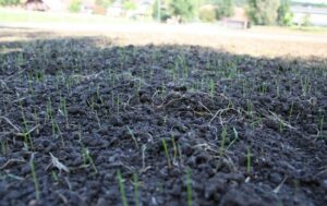 semer pelouse sans retourner terre