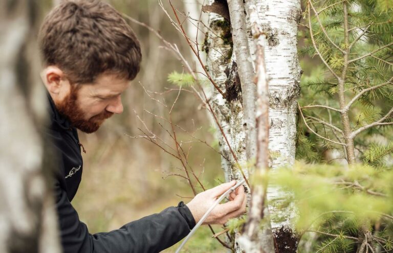sève bouleau bienfaits