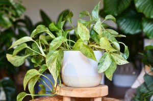 bouturer un pothos dans l'eau