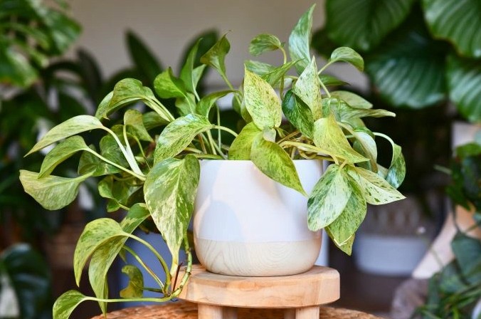 bouturer un pothos dans l'eau