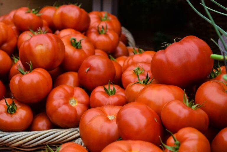 variétés de tomates les plus productives