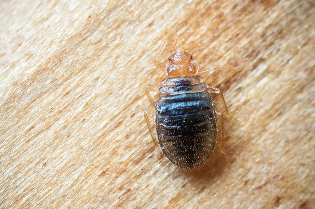 se débarasser punaises lit naturellement