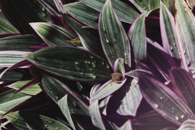 tradescantia
