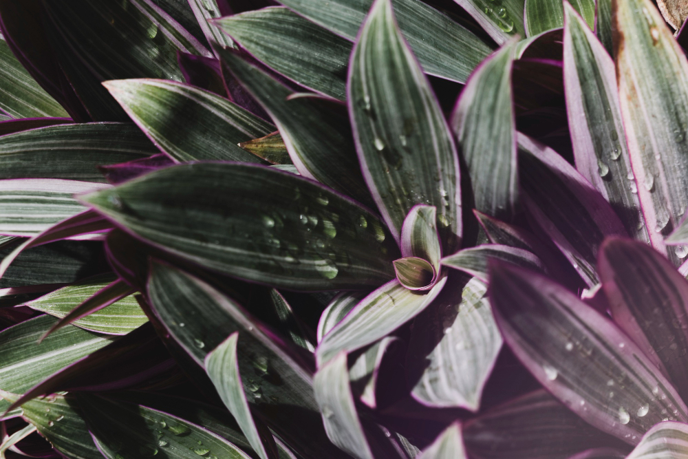 tradescantia